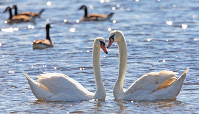 Schwanen-Familie